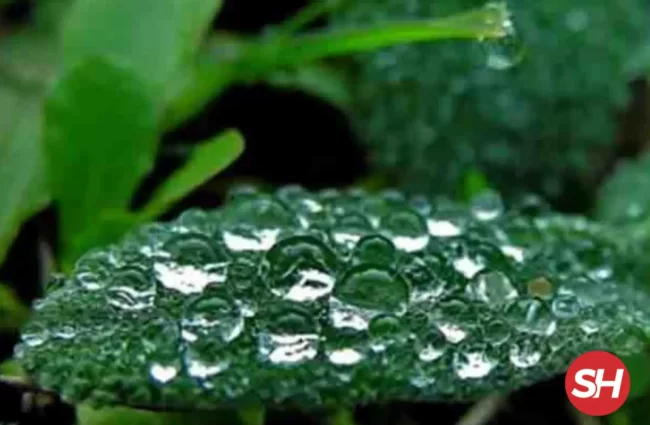 ilk cemre ne zaman düşüyor 2025