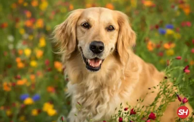 rüyada dostça yaklaşan köpek görmek ne anlama gelir