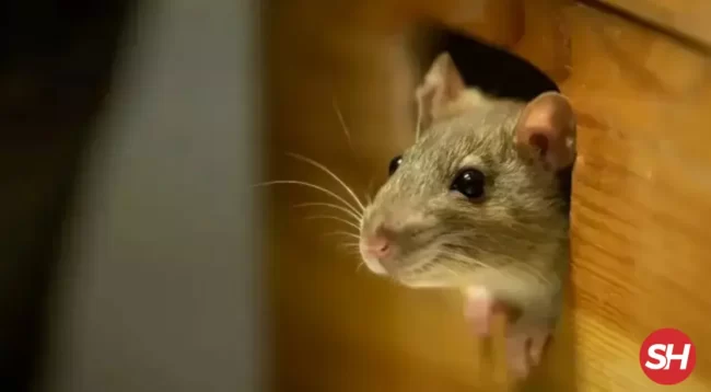 rüyada fare görmek ne anlama gelir