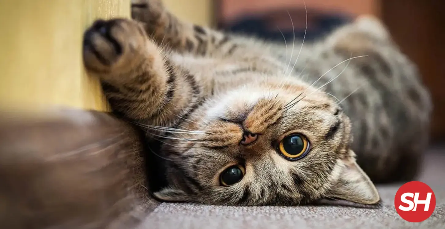 Rüyada Kedi Görmek Ne Anlama Gelir? İşte Rüya Tabirlerine Göre Yorumları Rüyada Kedi Görmek Ne Anlama Gelir? İşte Rüya Tabirlerine Göre Yorumları