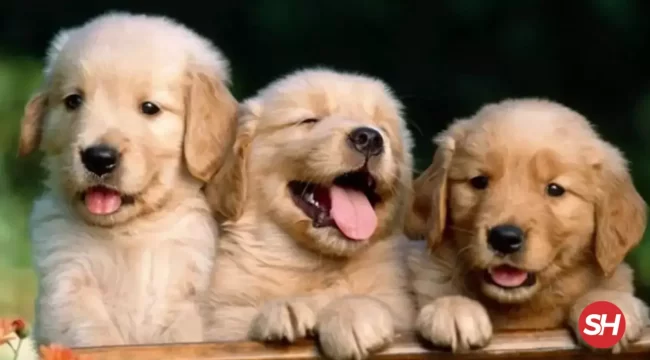 rüyada köpek görmek ne anlama gelir