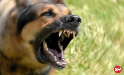 rüyada köpek havlaması duymak