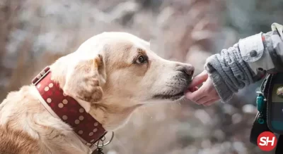 rüyada köpek sevdiğini veya beslediğini görmek
