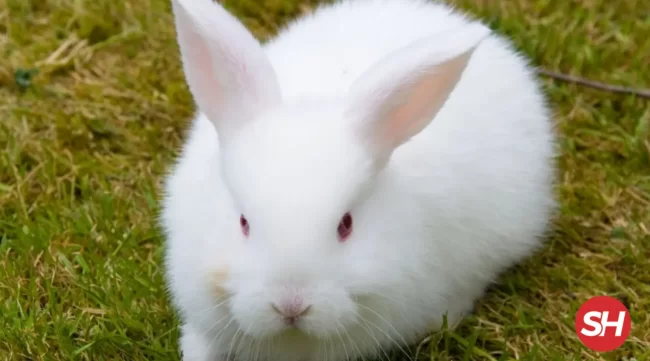 rüyada tavşan görmek ne anlama gelir