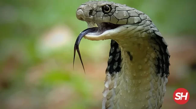 rüyada yılan görmek ne anlama gelir