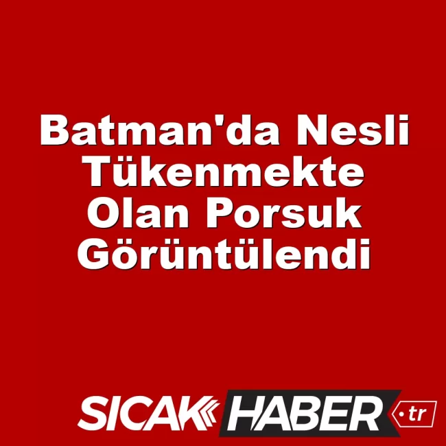 Batman'da Nesli Tükenmekte Olan Porsuk Görüntülendi