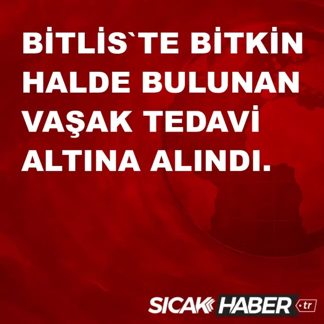 BİTLİS`TE BİTKİN HALDE BULUNAN VAŞAK TEDAVİ ALTINA ALINDI.